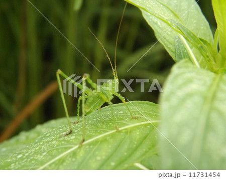 朝露に濡れたツユムシの幼虫 11731454