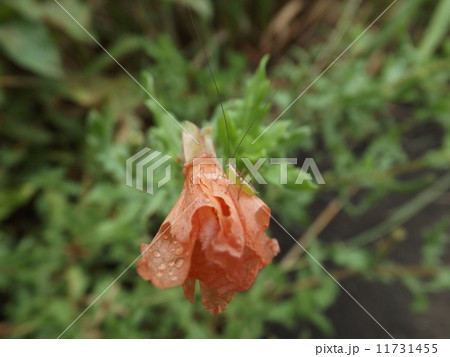 ヤブキリの幼虫 11731455