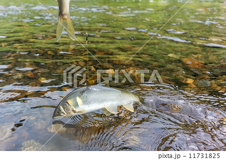 鮎の友釣り 11731825