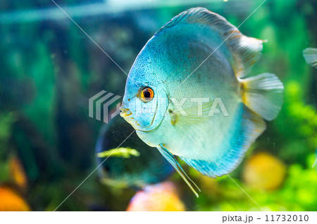 Symphysodon discus 11732010