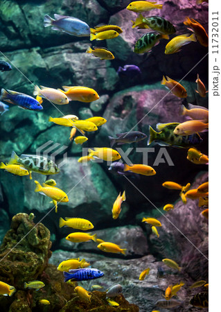 fishes. fishes. 11732011