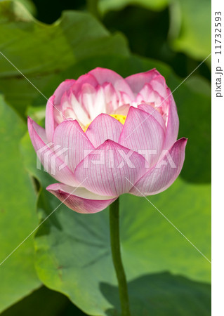 夏の花 ハス（天上蓮）＠行田・古代蓮の里 11732593