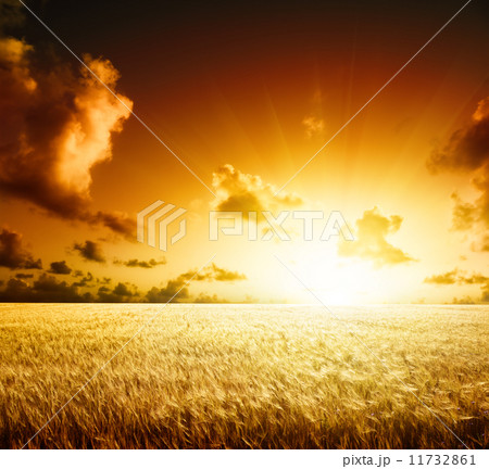 field of barley and sunset field of barley and sunset 11732861