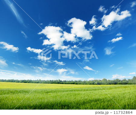 oat field and sunny sky 11732864