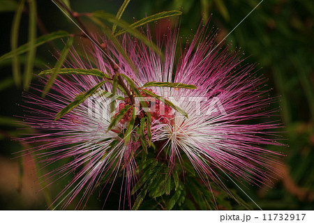 トキワネムノキ トキワネムノキ 11732917