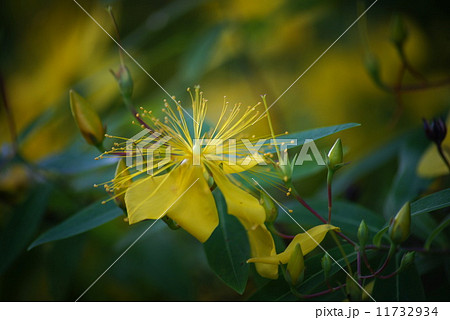 ビヨウヤナギ ビヨウヤナギ 11732934