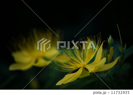 ビヨウヤナギ ビヨウヤナギ 11732935