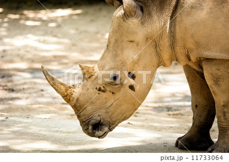 Rhino 11733064