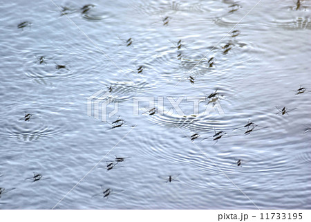 水面のたくさんのアメンボ 11733195