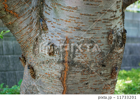 桜の木の幹にとまる複数のアブラゼミの写真素材