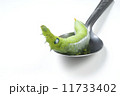 Giant Asian juicy caterpillar moves slowly over a spoon on a white background. 11733402
