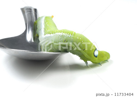 Giant Asian Caterpillar Isolated on White 11733404