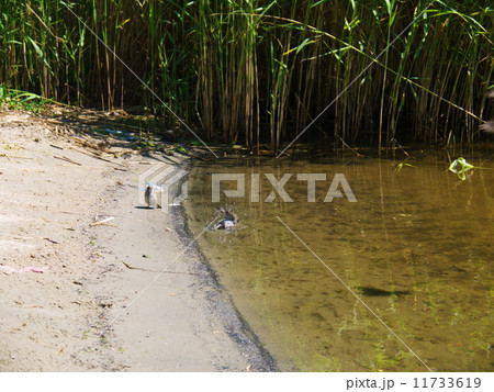 Sandpiper wading bird at river shore 11733619