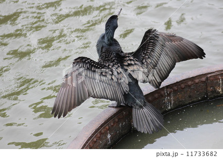 日比谷公園の濠で羽根を乾かすカワウ。 日比谷公園の濠で羽根を乾かすカワウ。 11733682