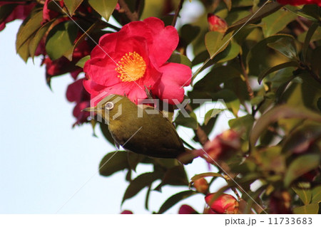 山茶花の蜜を吸いに来たメジロ。 山茶花の蜜を吸いに来たメジロ。 11733683