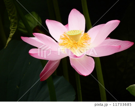 花言葉は神聖 神々しいほどの美しさが際立っている 早朝のハスの花 の写真素材