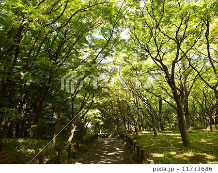 気持ちがいい、緑濃い公園の散歩コース。 11733686