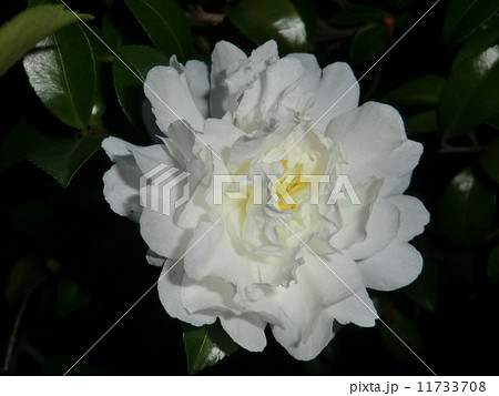 牡丹と見まごう純白の山茶花の花。 牡丹と見まごう純白の山茶花の花。 11733708
