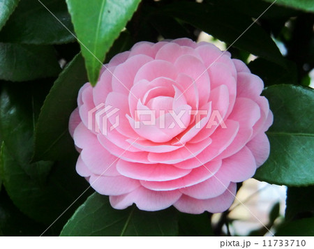 八重咲きの山茶花の花。 八重咲きの山茶花の花。 11733710