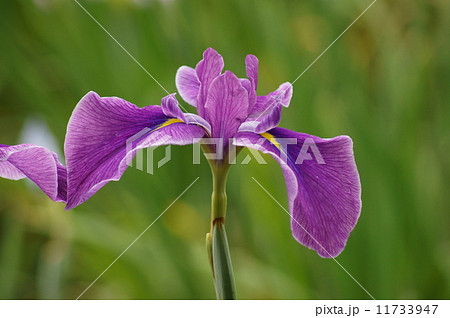 花菖蒲　猿踊　さるおどり 11733947