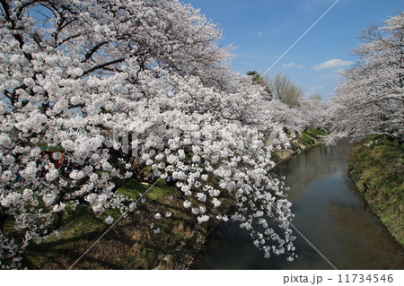 百十郎桜 百十郎桜 11734546