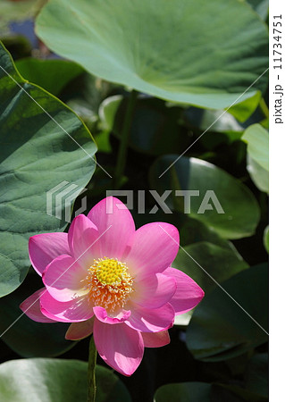 大賀ハス 11734751