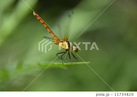 未熟なマユタテアカネの♂ 11734820