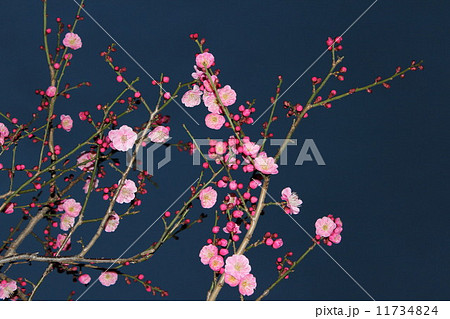 ほころび始めた美しい紅梅の花。 11734824