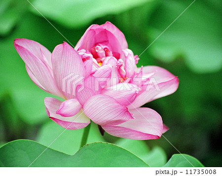 蓮の花 11735008