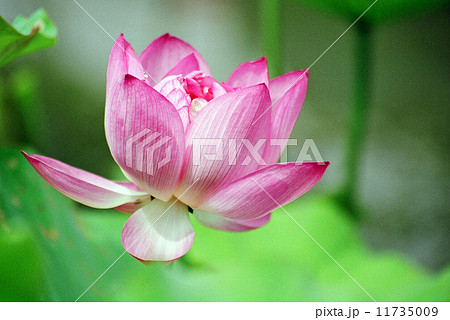 蓮の花 11735009