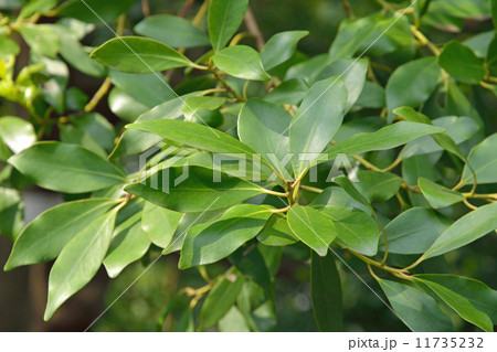 樹木・モチノキ　モチノキ科 11735232