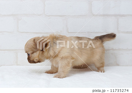 何か気になる仔犬のチワワ 何か気になる仔犬のチワワ 11735274