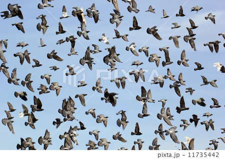flying pigeon 11735442
