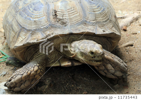 turtle turtle 11735443