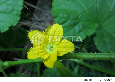 まくわ瓜の花 11735507