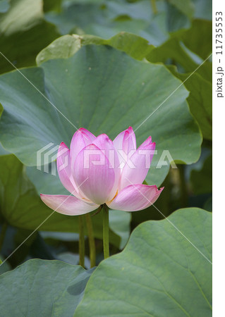 蓮の花。夏の佐潟にて。 11735553