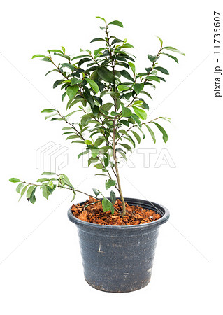 Small banyan tree plant Small banyan tree plant 11735607