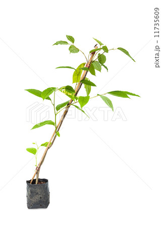 Ylang-ylang flower tree 11735609