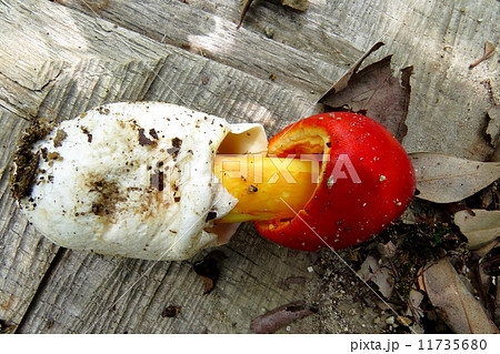 食用キノコ 11735680