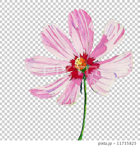 コスモス 秋桜 イラスト 白バック 背景なし 水彩画 一輪のイラスト素材 11735825 Pixta