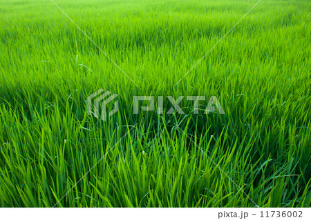 Seedlings of rice. 11736002