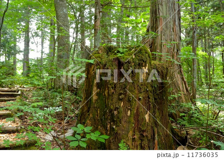 赤沢自然休養林 赤沢自然休養林 11736035