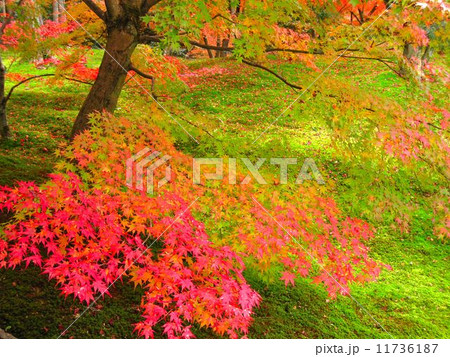 京都 東福寺の紅葉 京都 東福寺の紅葉 11736187