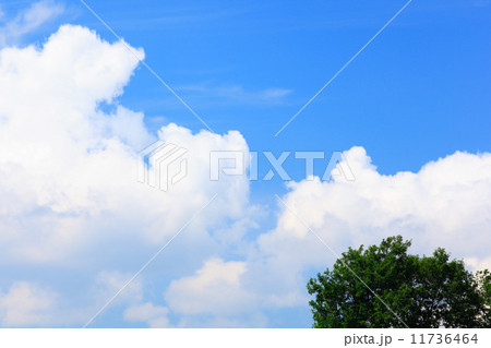 北海道　美瑛町　積乱雲と青葉 11736464
