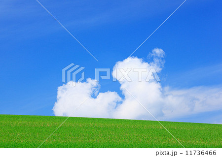 北海道　美瑛町　青麦畑と積雲 11736466