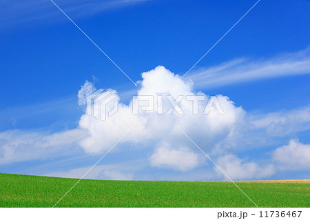 北海道　美瑛町　青麦畑と積雲 11736467