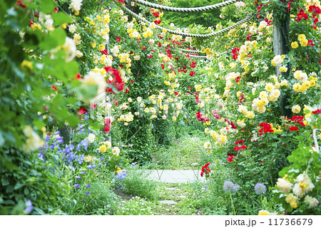バラのアーチ ローズガーデン バラ園の写真素材