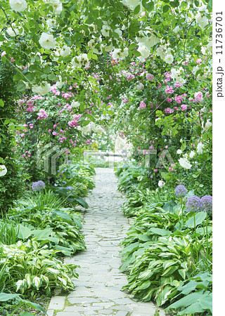 バラのアーチ アーチ ローズガーデン バラ園 石畳の写真素材
