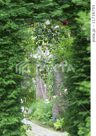 バラのアーチ　アーチ　ローズガーデン　バラ園　石畳 11736705