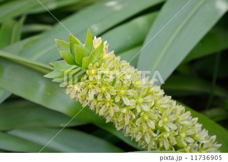 エウコミス(パイナップルフラワー) エウコミス(パイナップルフラワー) 11736905